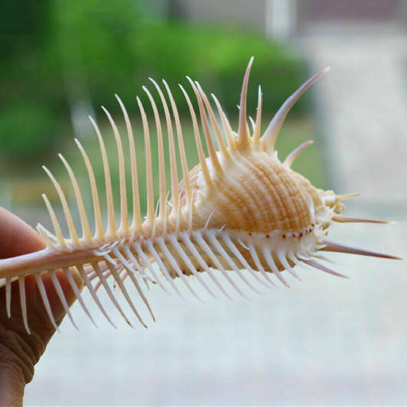 Ancient Conch Comb Conch Shell Aquarium Fish Decoration Specimen Conch