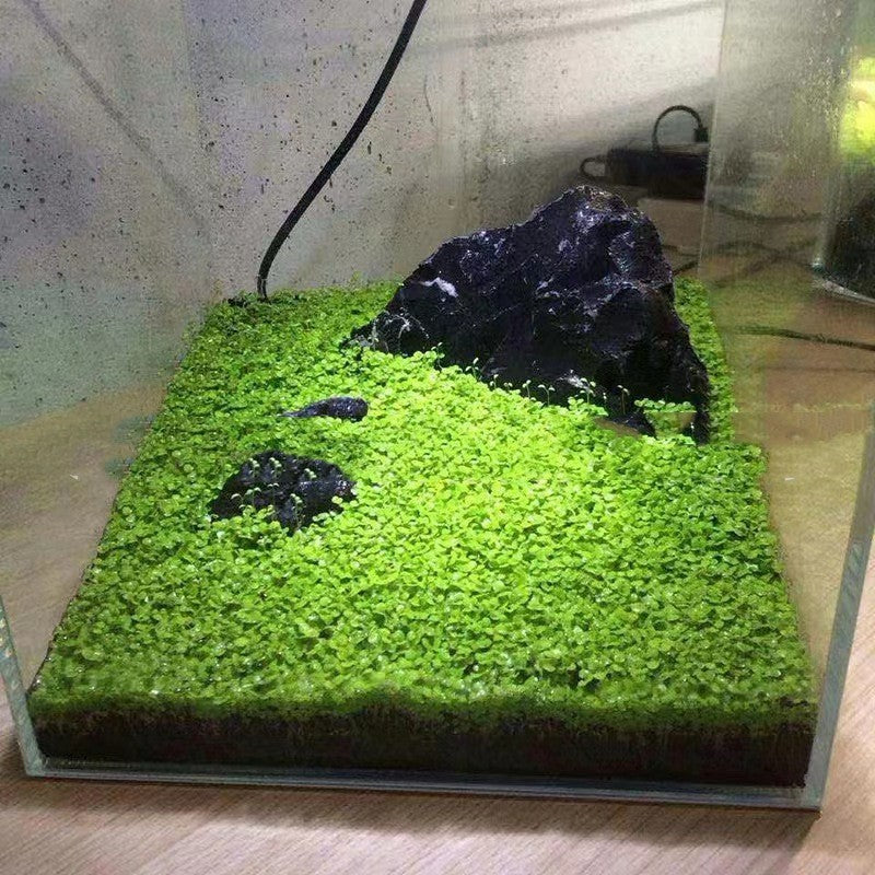 Aquatic Mud Fish Tank Fish Tank Sand Landscape